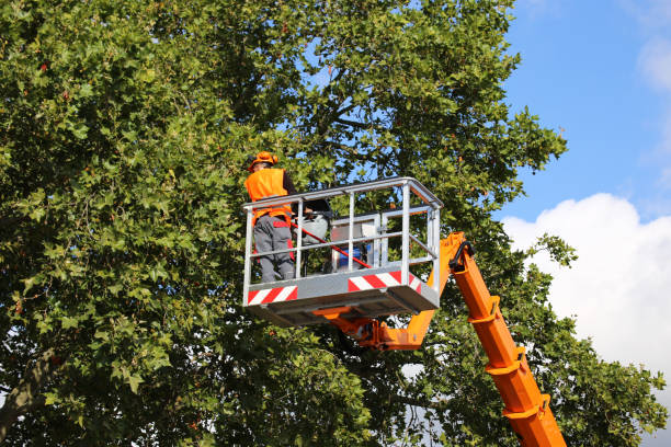 Best Tree Trimming and Pruning  in Jamesburg, NJ